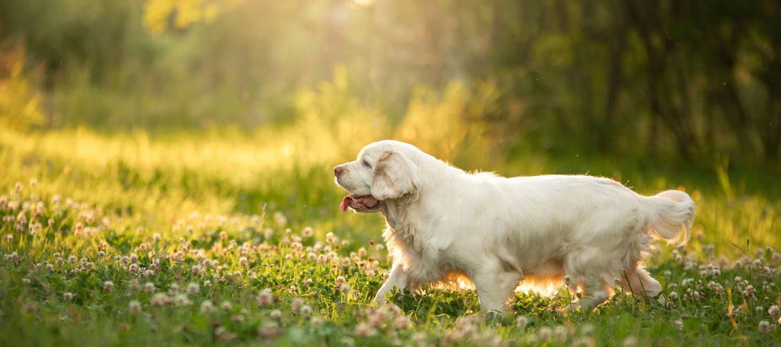 Clumber-Spaniel Dog Breed Guide