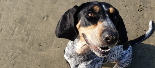 Coonhound Dog Breed Guide