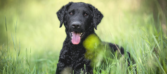 Curly-Coated-Retriever Dog Breed Guide