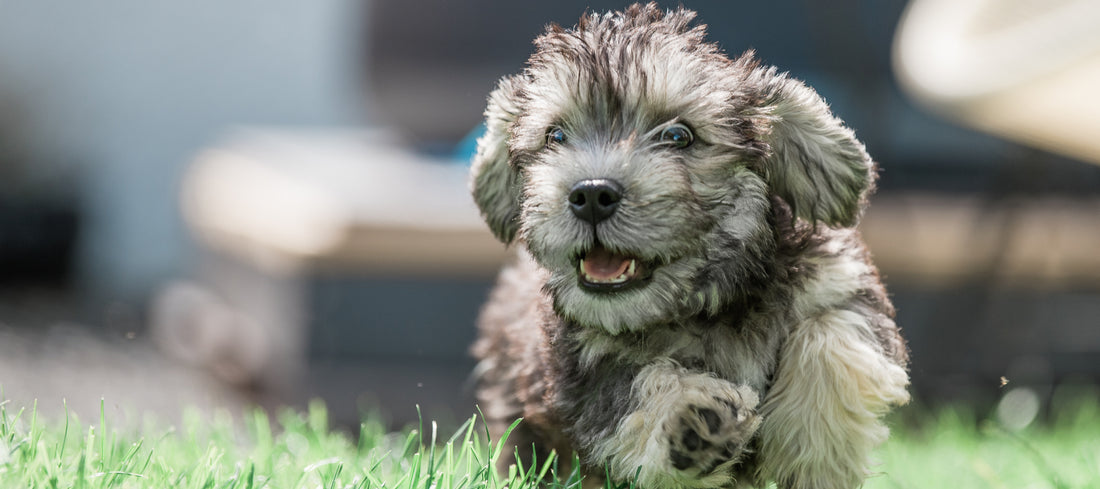 Dandie-Dinmont-Terrier Dog Breed Guide