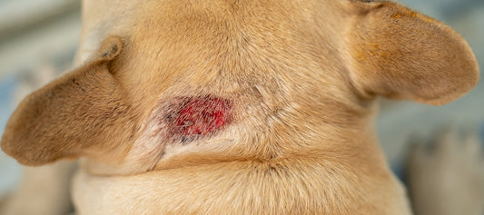 Dog Hot Spots