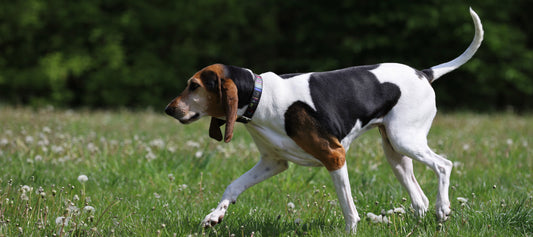 English-Foxhound Dog Breed Guide