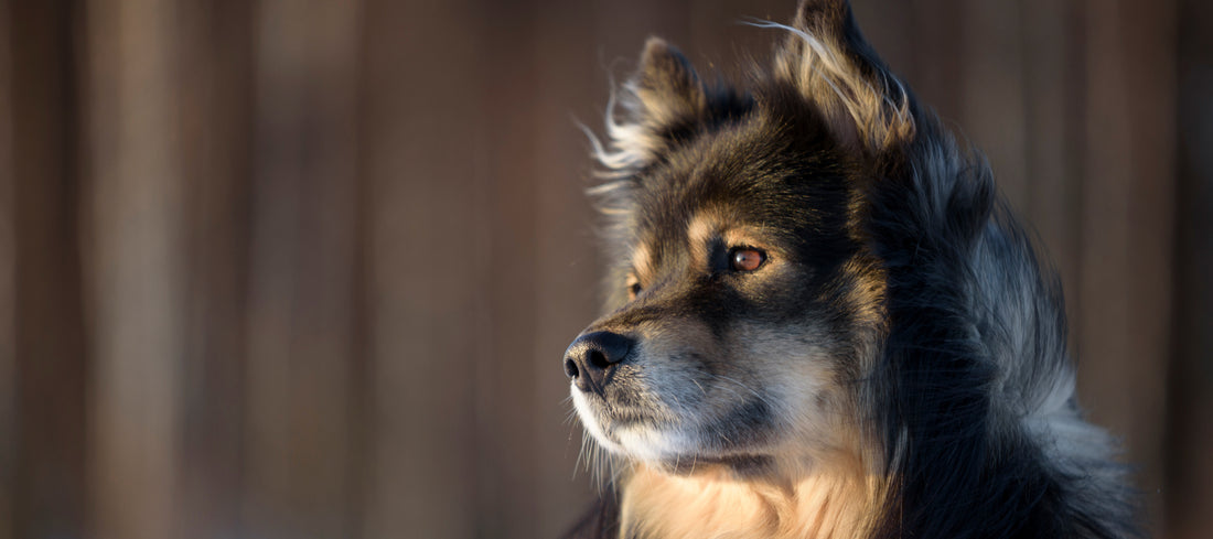 Finnish-Lapphund Dog Breed Guide