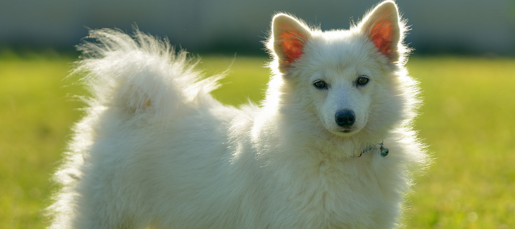 Spitz