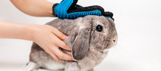 Grooming Your Rabbit