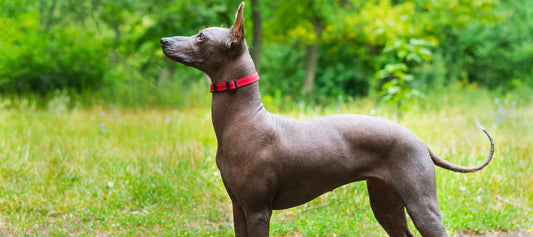 Hairless Dog Breeds