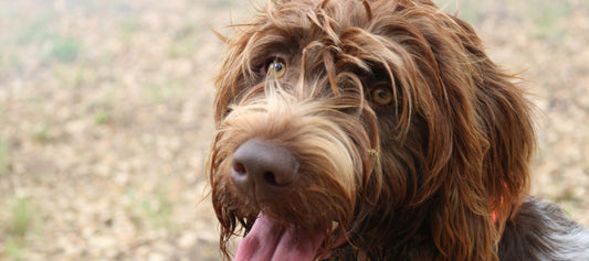 Korthals-Griffon Dog Breed Guide