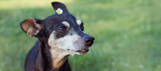 Leishmaniasis In Dogs