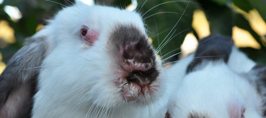Myxomatosis In Rabbits