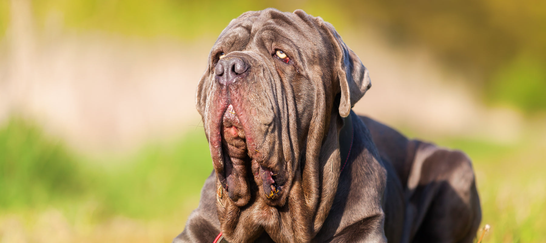 Neapolitan Mastiff Dog