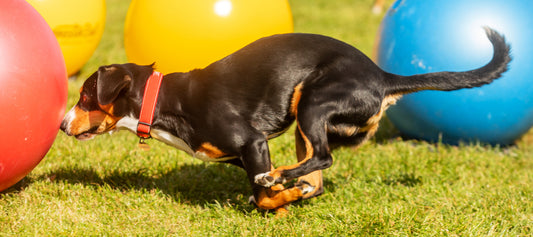 New Dog Sport Treibball