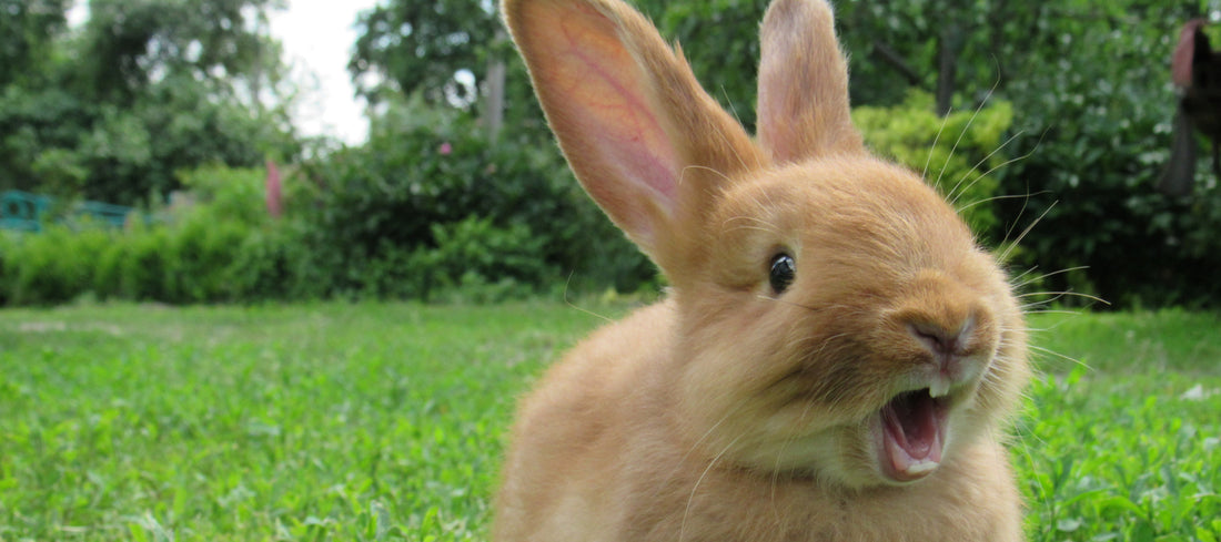 Rabbit Teeth | Time for Paws