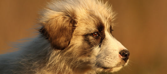 Romanian Dog Breeds