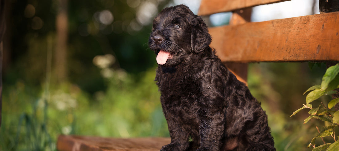 Russian-Black-Terrier Dog Breed Guide