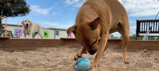 The Growth Of Doggy Daycare Centres