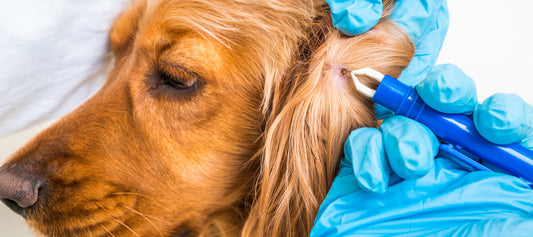 Tick Bites On Dogs