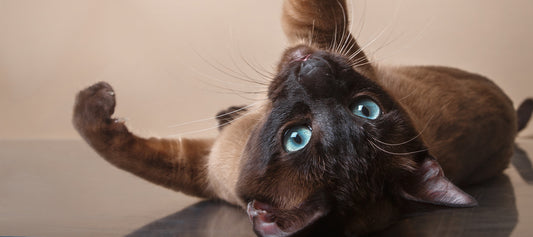 Tonkinese Cat Breed Guide