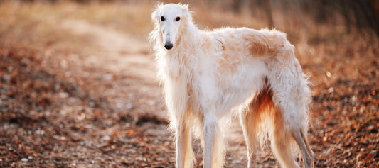 Underrated Dog Breeds