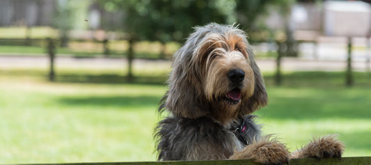 Unusual Dog Breeds