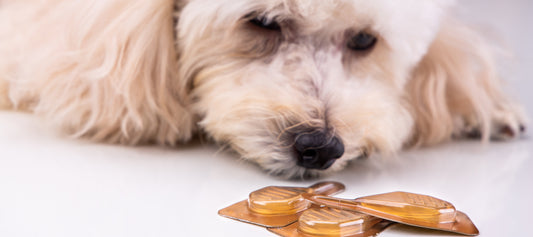 What Is Alabama Rot