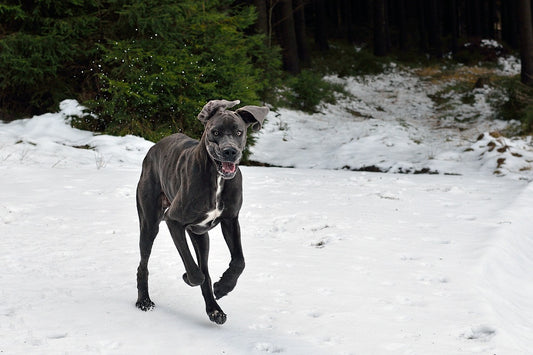 Great-Dane Dog Breed Guide