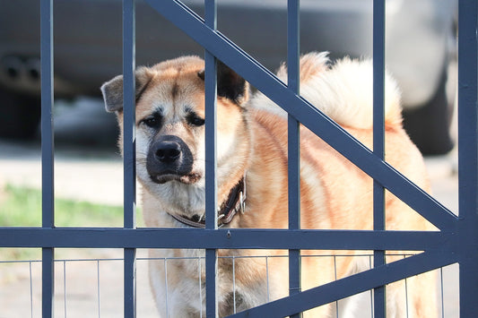 Which Areas Of Your Home Should Your Dog Be Allowed