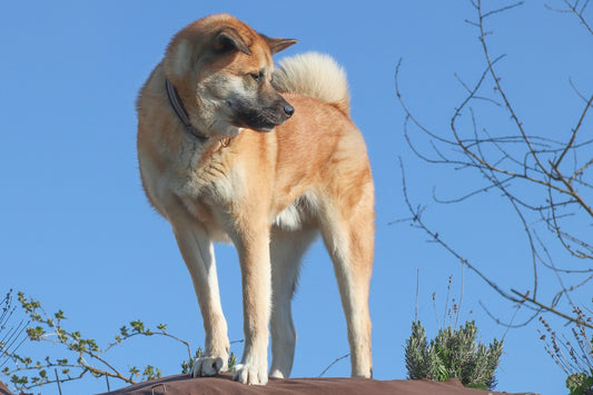 Top Working Dog Breeds