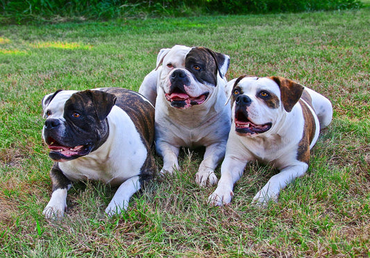 American-Bulldog Dog Breed Guide