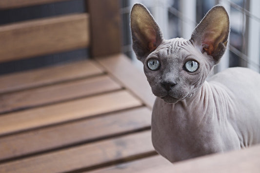 Sphynx Cat Breed Guide
