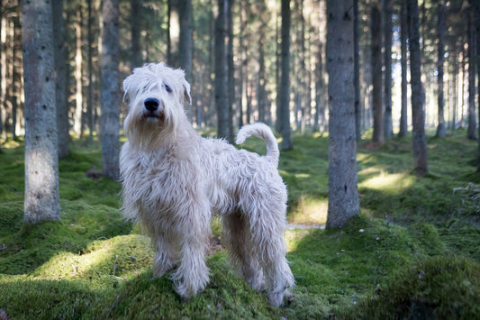 Wheaten-Terrier Dog Breed Guide