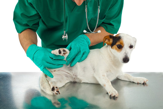 Parasites In Dogs