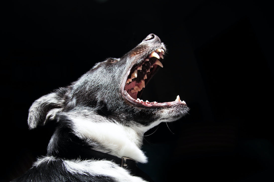Are Dogs Naturally Aggressive