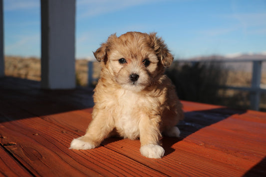 Australian-Terrier Dog Breed Guide