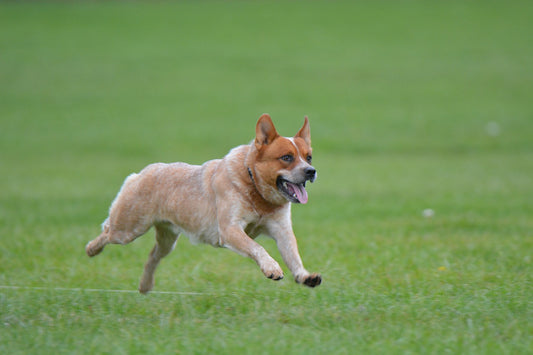 Smartest Dog Breeds