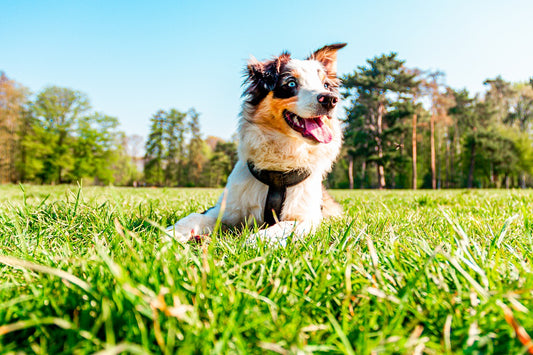 Quiet Dog Breeds