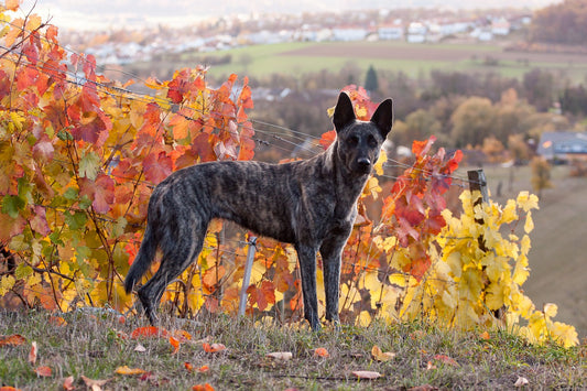 Dutch-Shepherd Dog Breed Guide