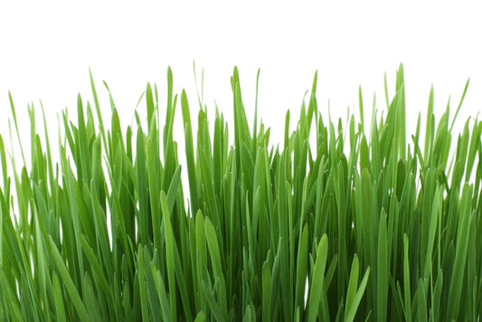 Grass Seed And Dogs