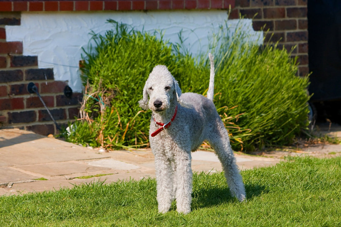 Bedlington-Terrier Dog Breed Guide