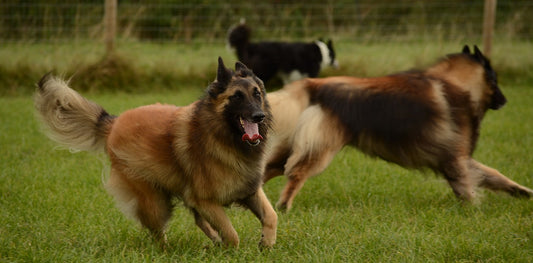 Belgian-Tervuren Dog Breed Guide