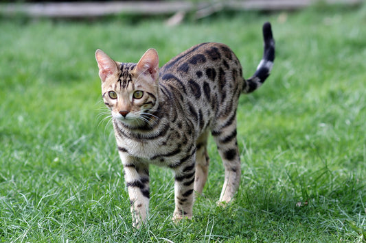 Bengal Cat Breed Guide