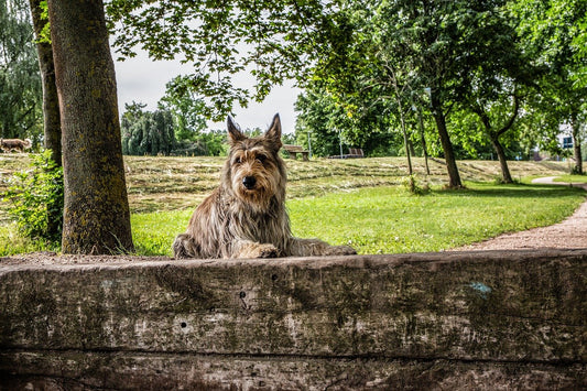 Berger-Picard Dog Breed Guide