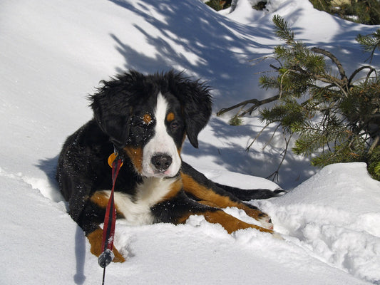 Fluffy Dog Breeds