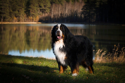 Bernese-Mountain-Dog Dog Breed Guide
