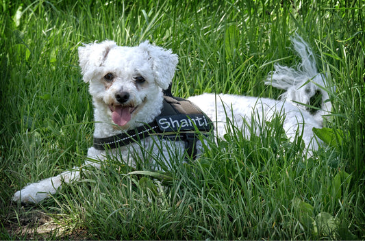 Most Economical Dogs To Own
