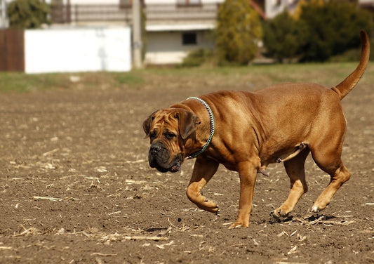 Boerboel Dog Breed Guide