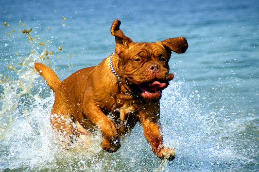 Dogue-De-Bordeaux Dog Breed Guide