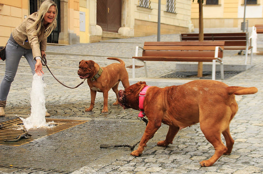 Introducing A Second Dog To Your Home