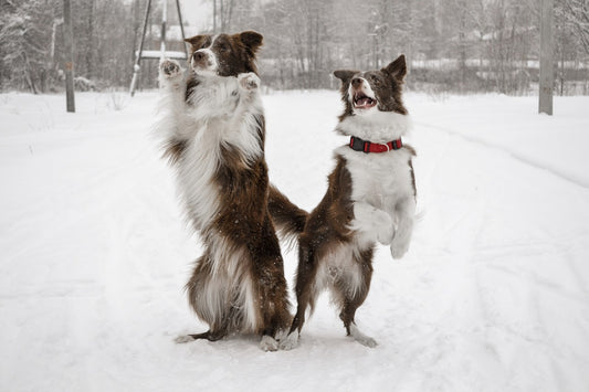 Border-Collie Dog Breed Guide