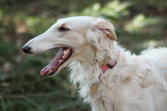 Borzoi Dog Breed Guide
