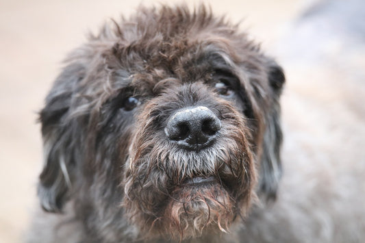 Bouvier-De-Flandres Dog Breed Guide